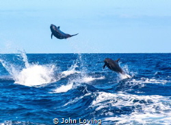 Dolphin show on the way back in. by John Loving 
